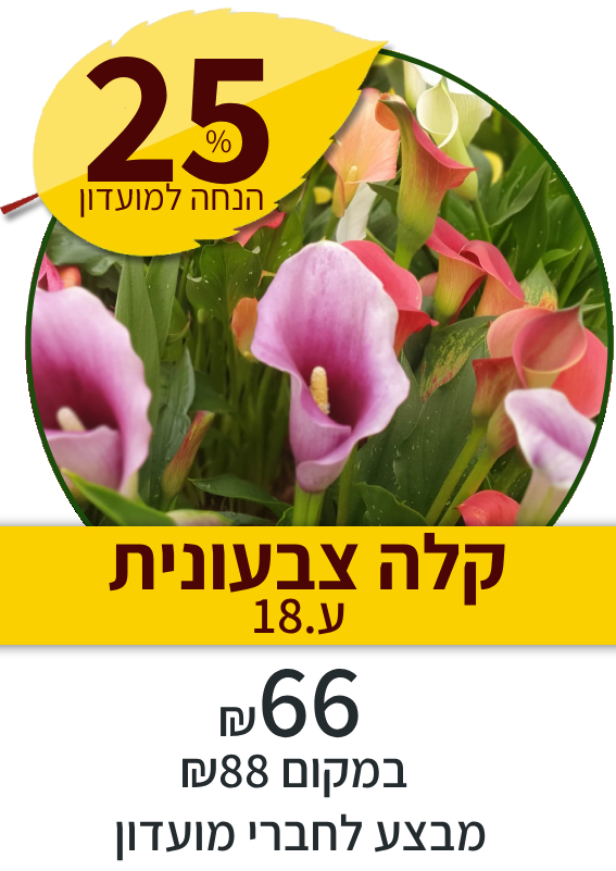 קלה צבעונית